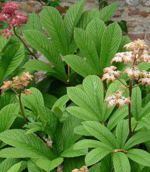 Rodgersia henrici